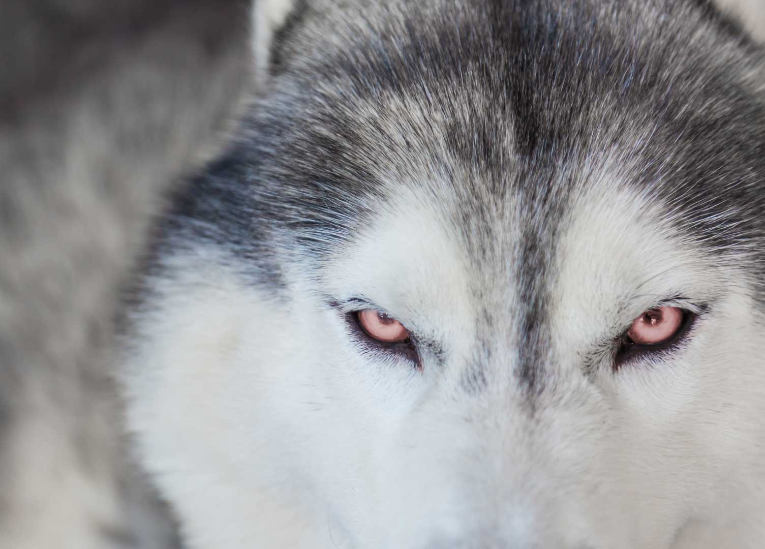 Lobo blanco
